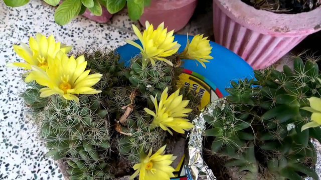 Cận[-]cảnh[-]hoa[-]xương[-]rồng[-]nở[-]hoa[-]kỳ[-]diệu